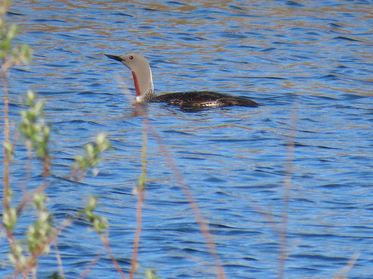 Red-throated Loon - ML620302298