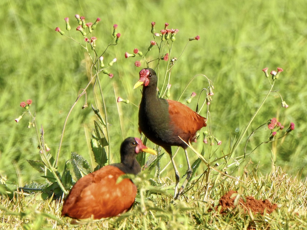 Wattled Jacana - ML620302300