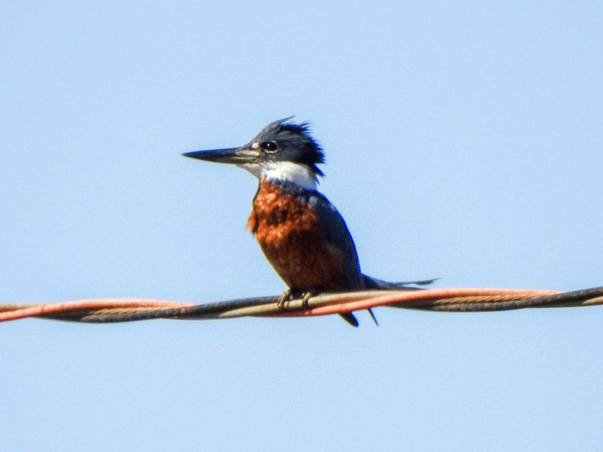 Ringed Kingfisher - ML620302302