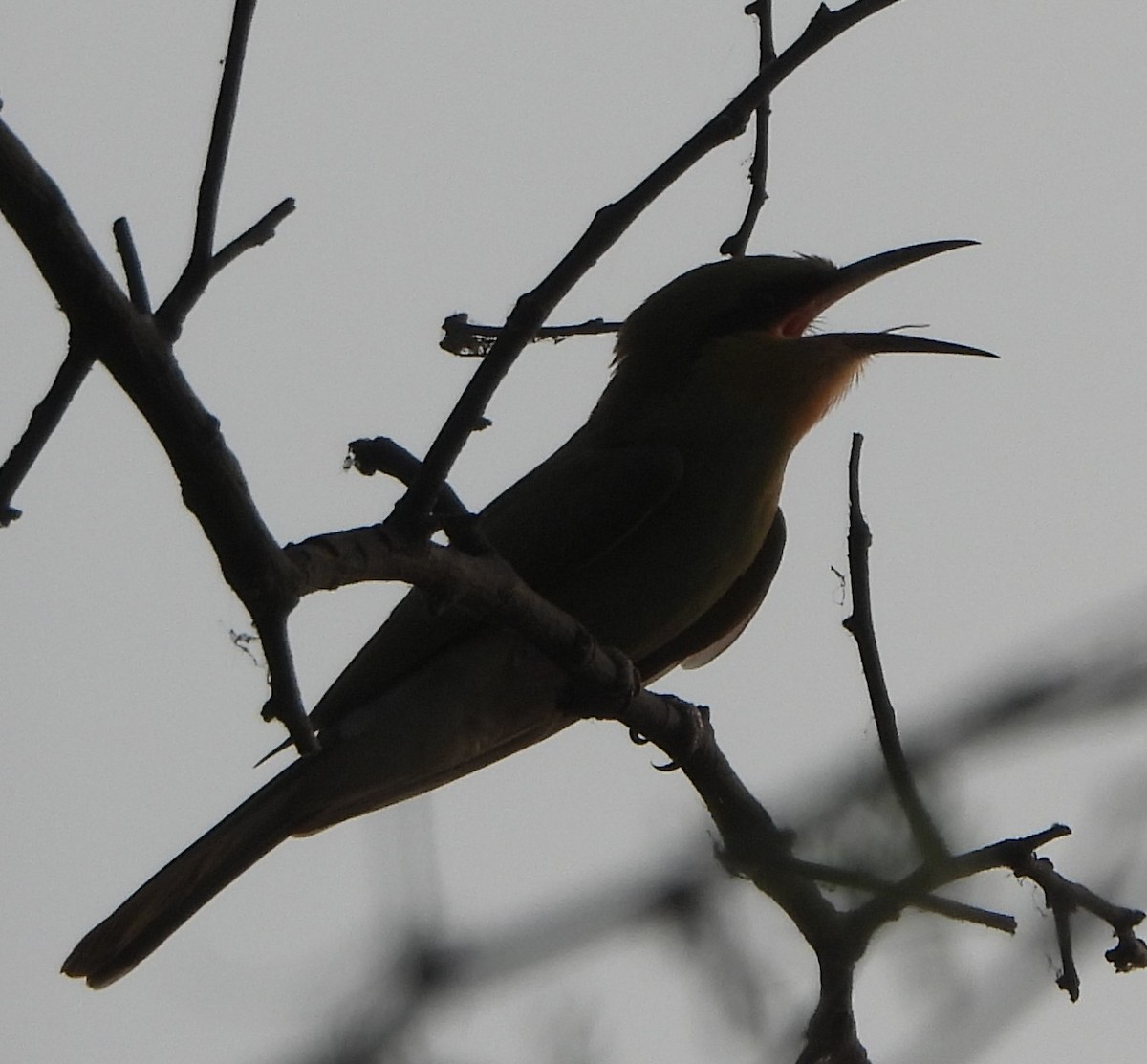 Blue-tailed Bee-eater - ML620302307