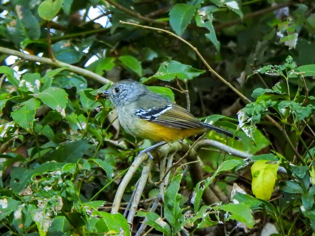 Variable Antshrike - ML620302309