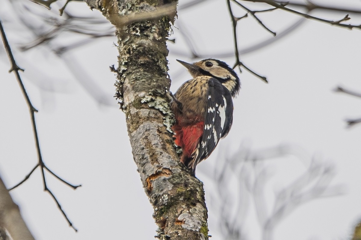 Necklaced Woodpecker - ML620302310