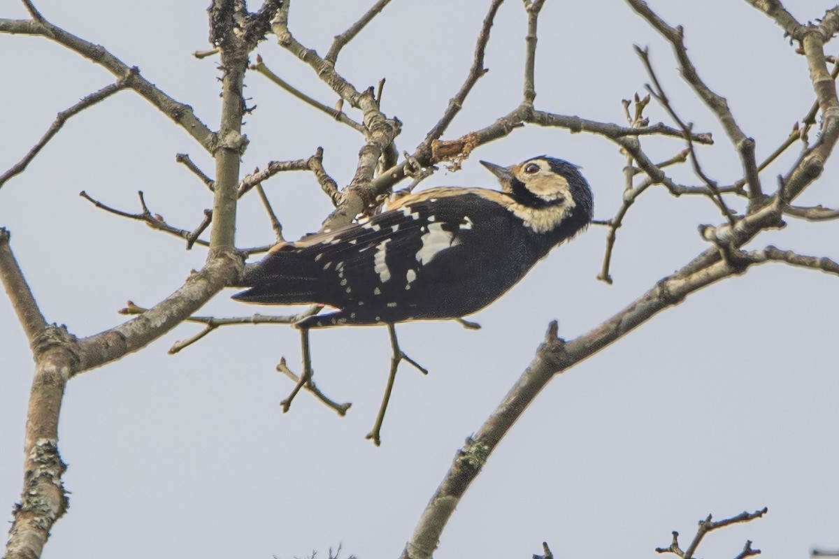 Necklaced Woodpecker - ML620302311