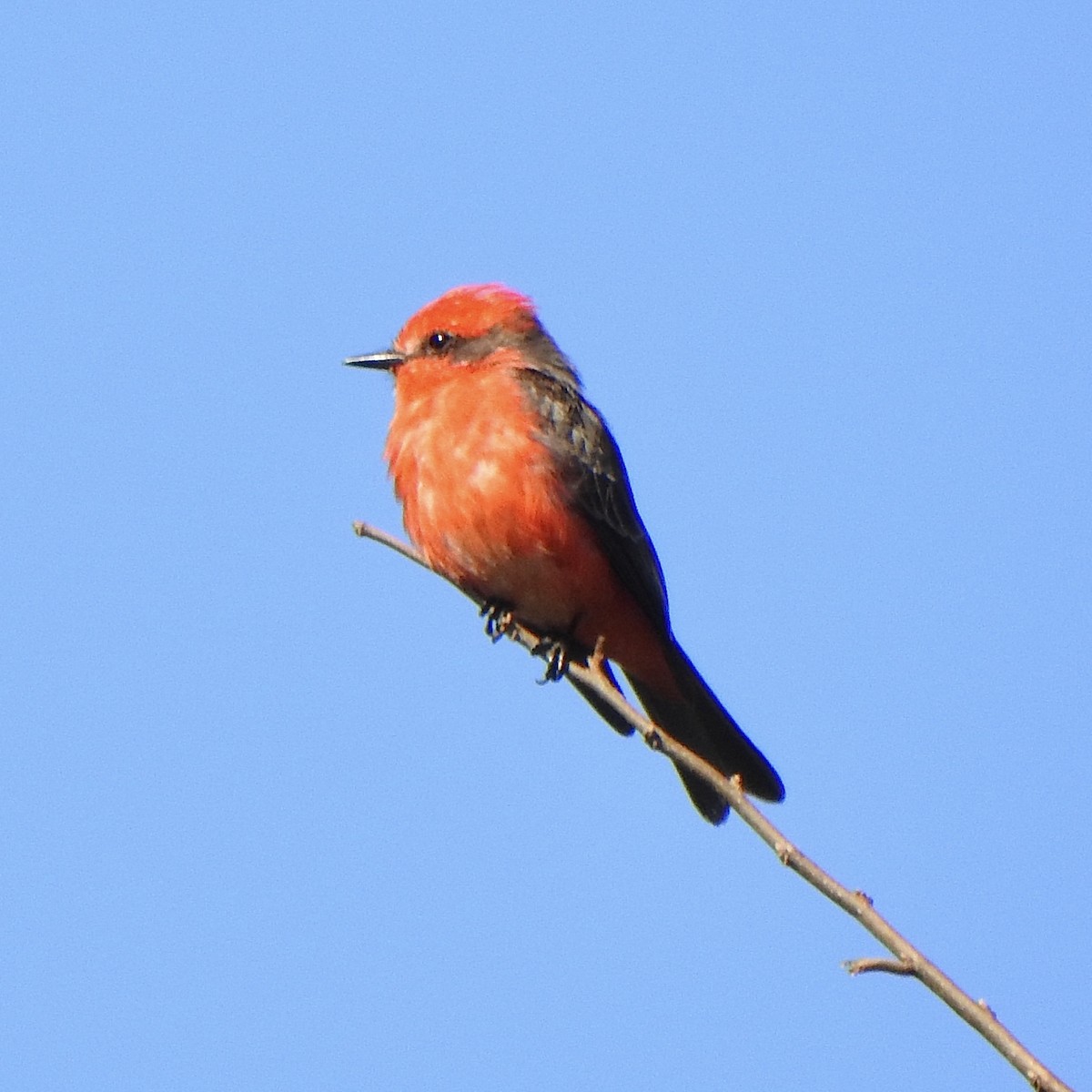 Vermilion Flycatcher - ML620302312