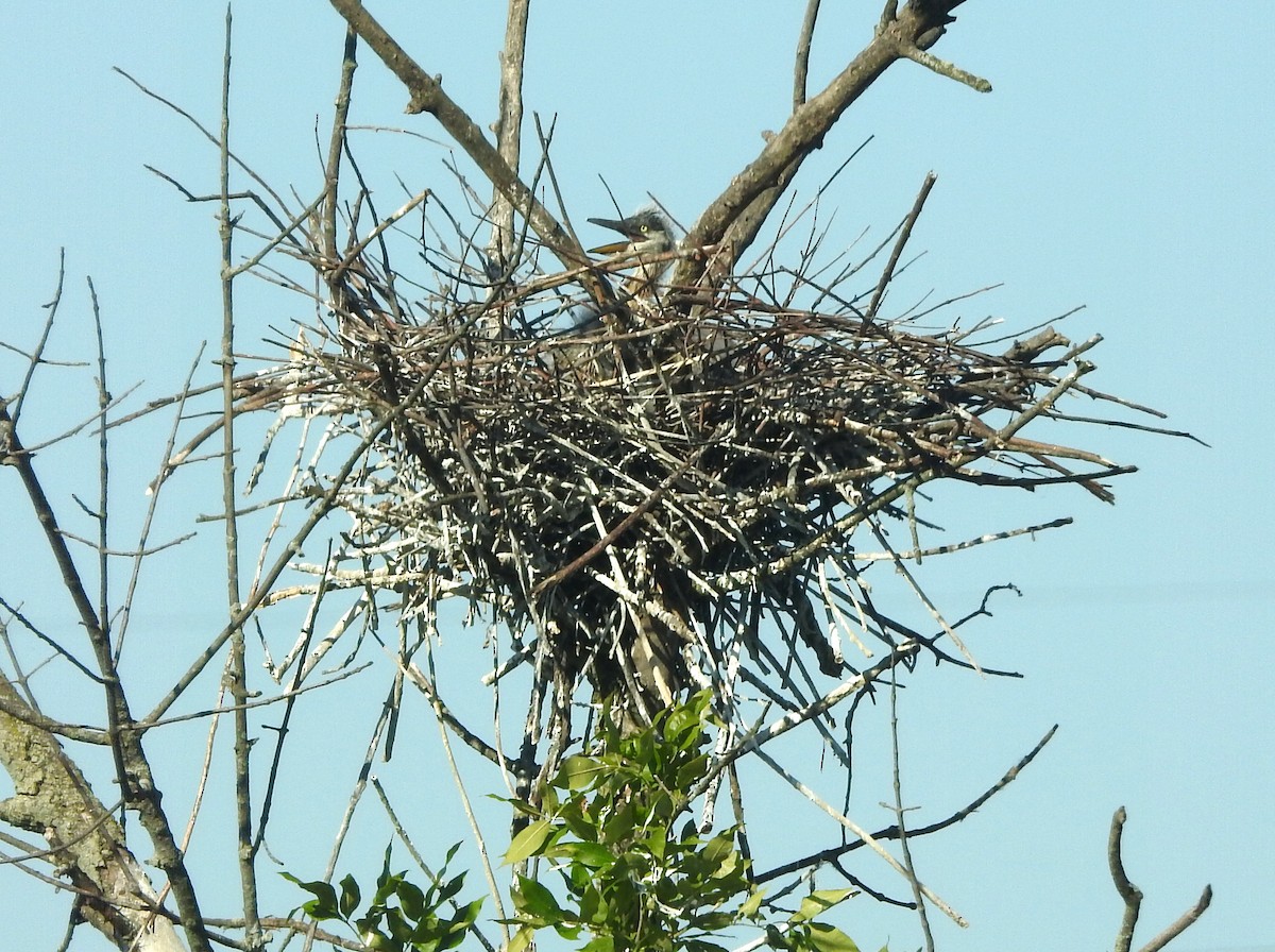 Great Blue Heron - ML620302316