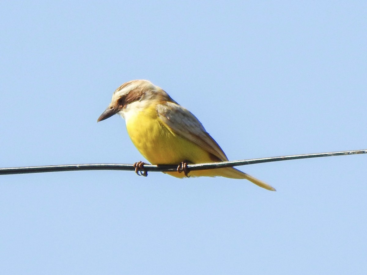 Great Kiskadee - ML620302318