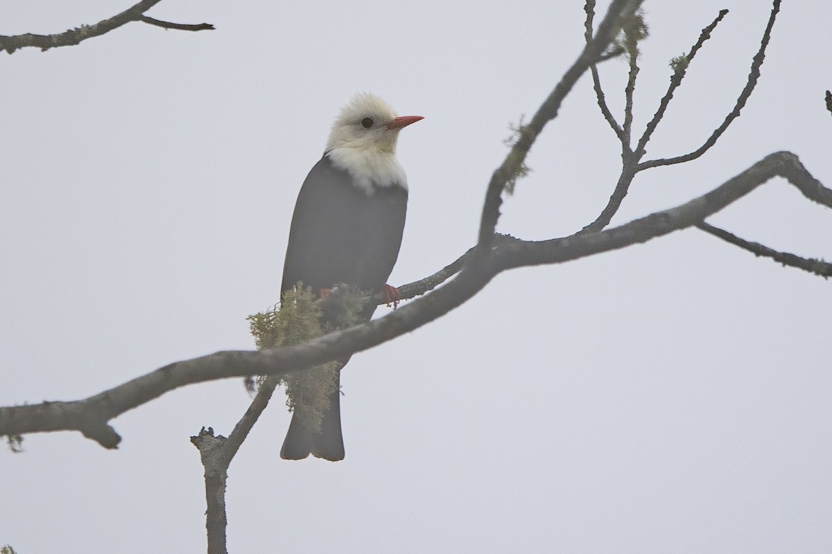 Black Bulbul - ML620302320