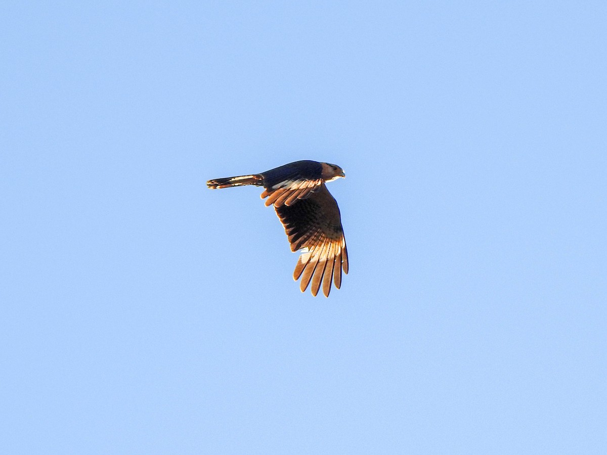 Yellow-headed Caracara - ML620302324