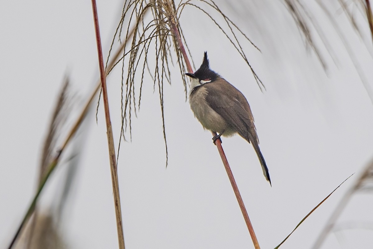 Bulbul masailgorria - ML620302327