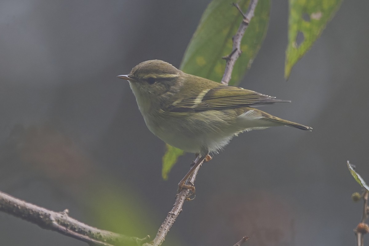 Txio erregetxoa - ML620302332