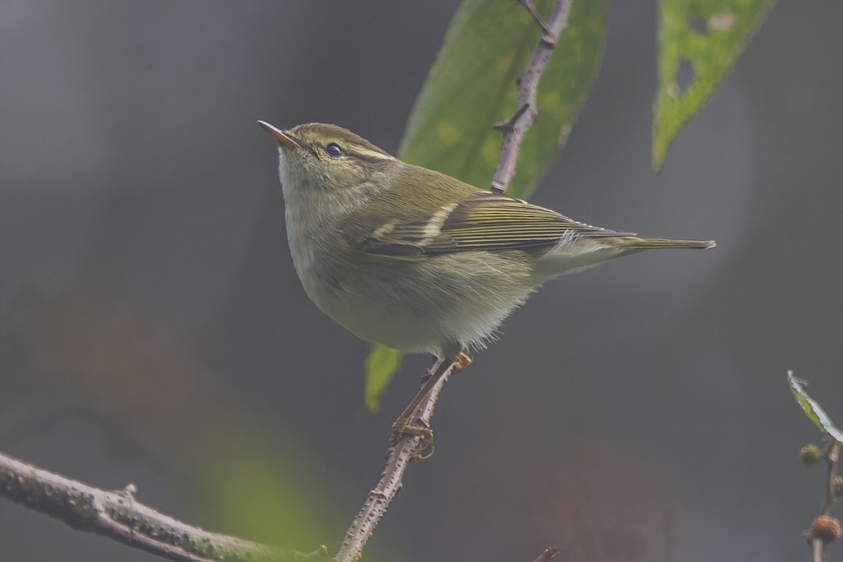 Pallas's Leaf Warbler - ML620302333