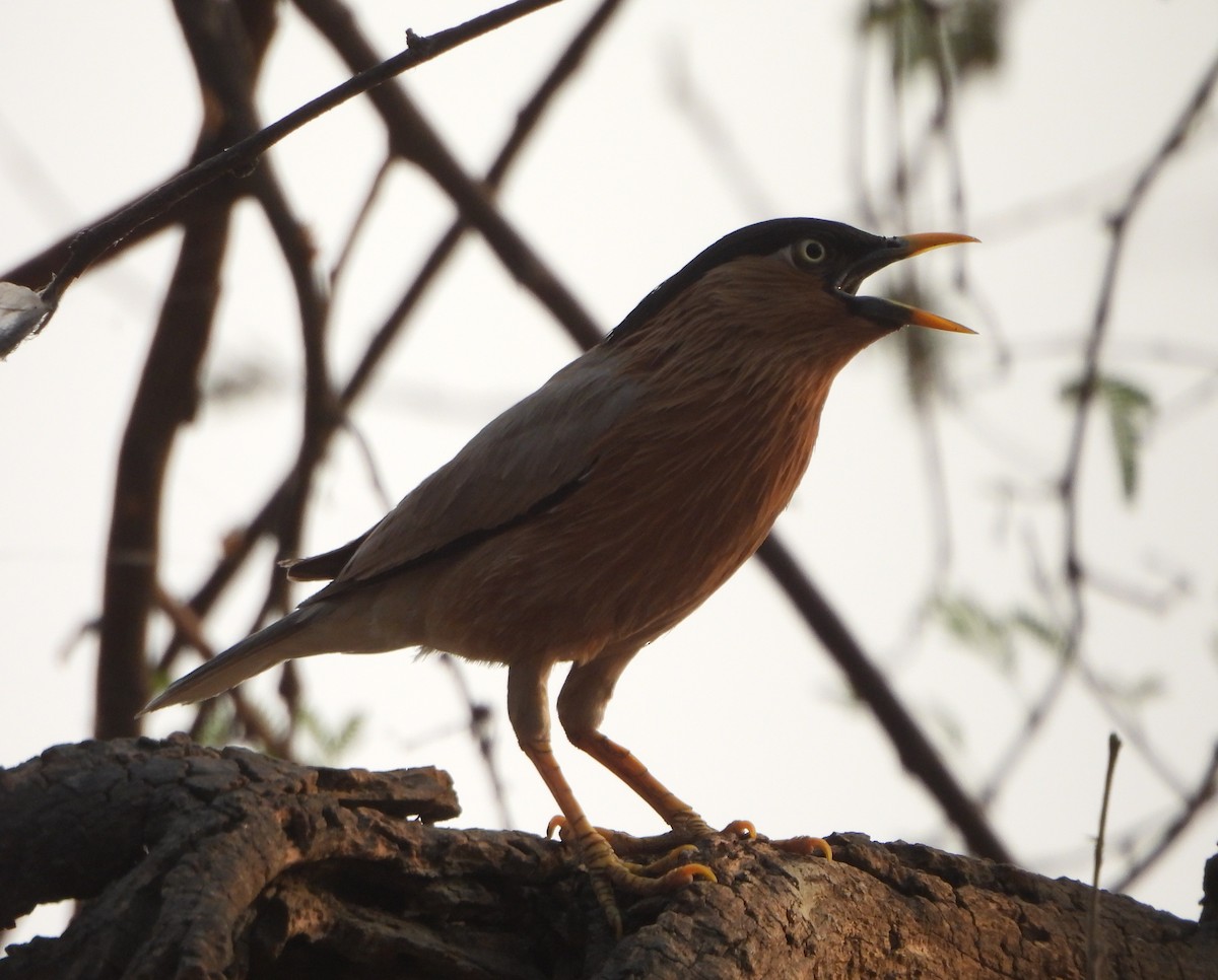 Brahminy Starling - ML620302337