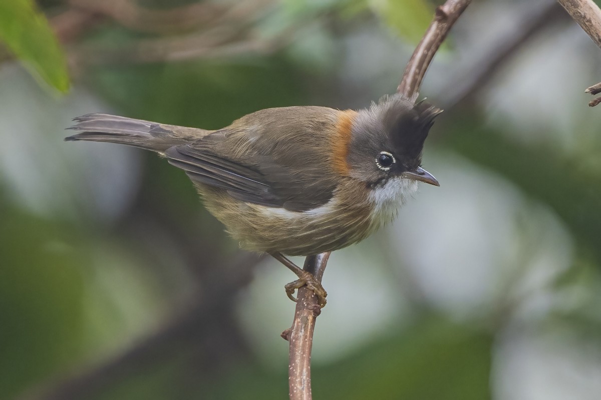 Whiskered Yuhina - ML620302338