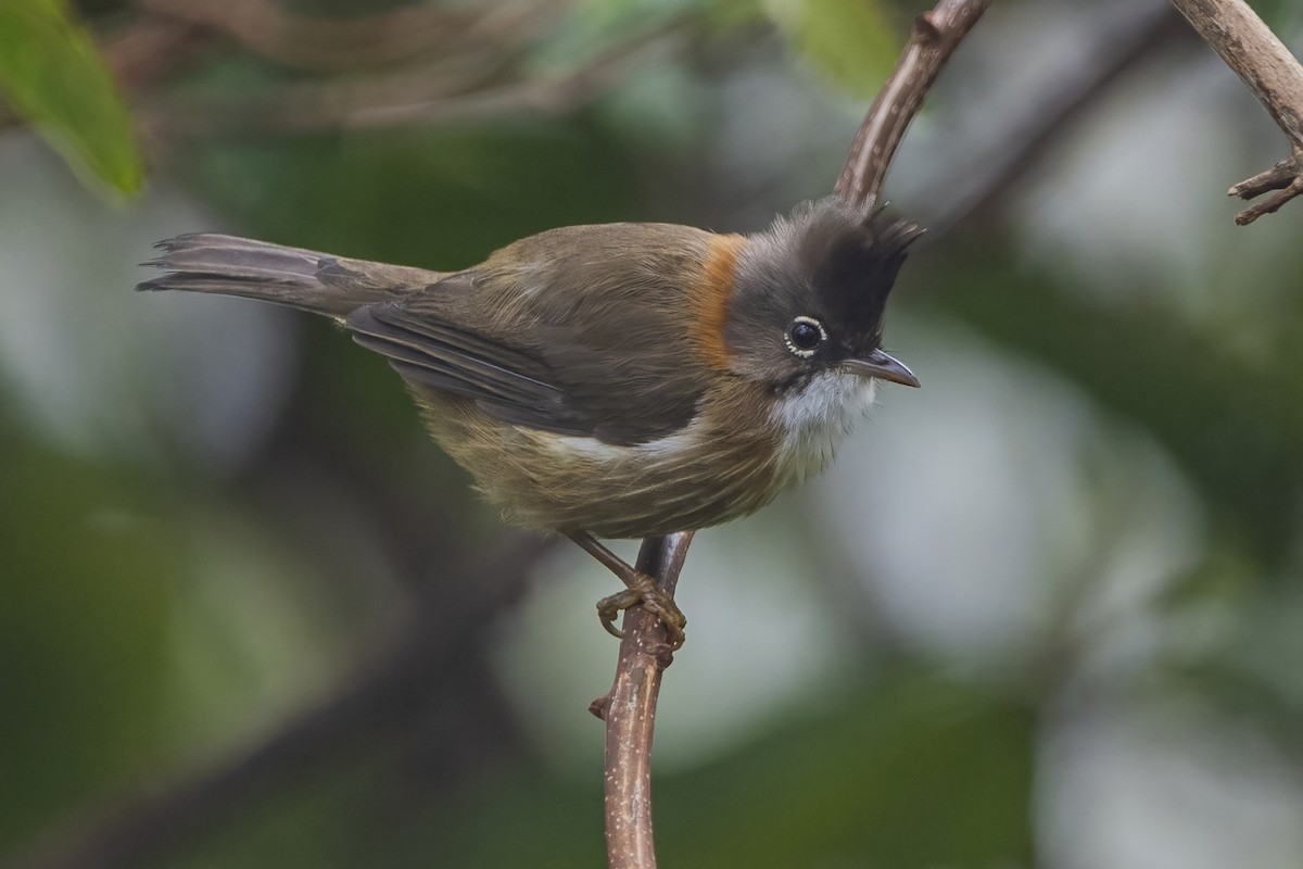 Whiskered Yuhina - ML620302339