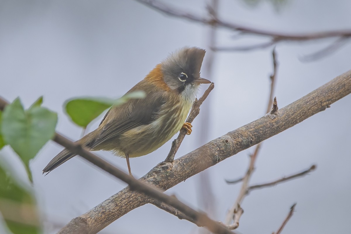 Yuhina Bigotuda - ML620302340