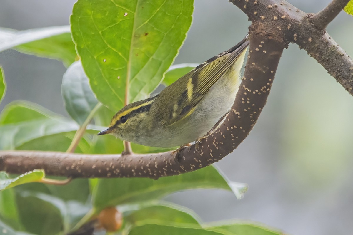 Txio erregetxoa - ML620302343