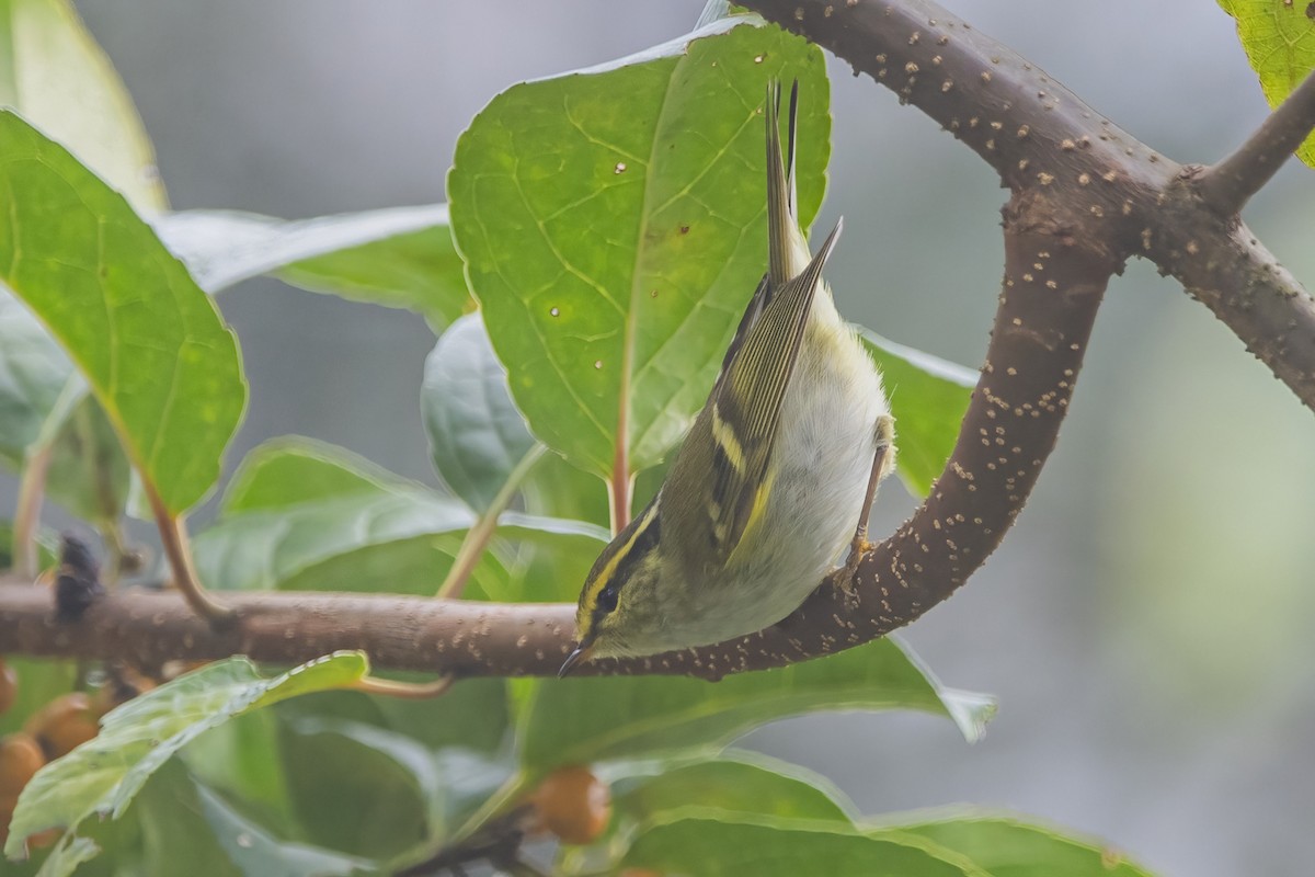 Pallas's Leaf Warbler - ML620302344