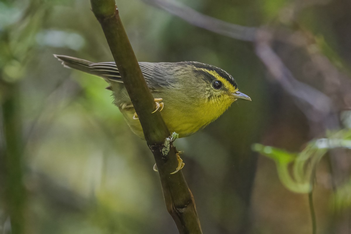 Yellow-throated Fulvetta - ML620302350
