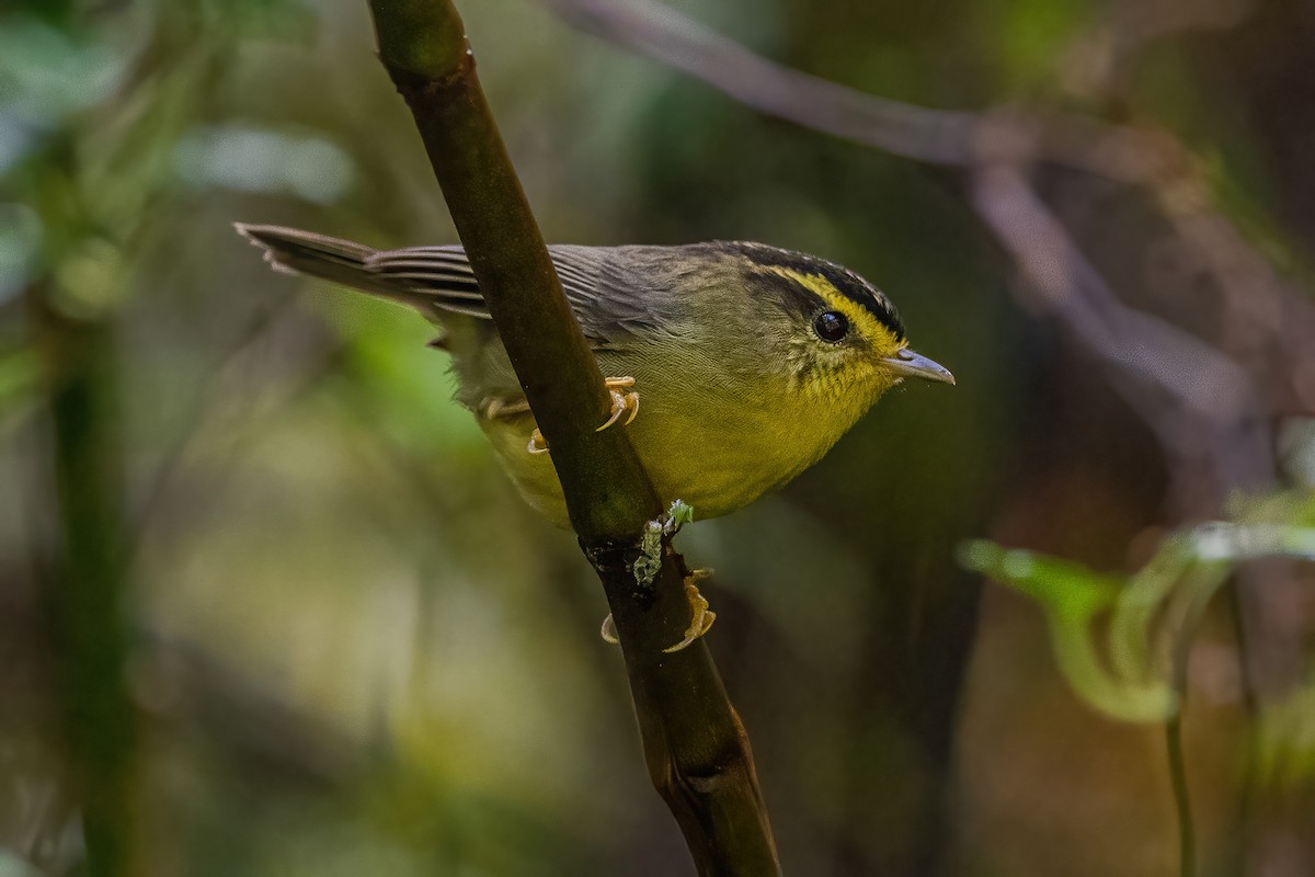Yellow-throated Fulvetta - ML620302352
