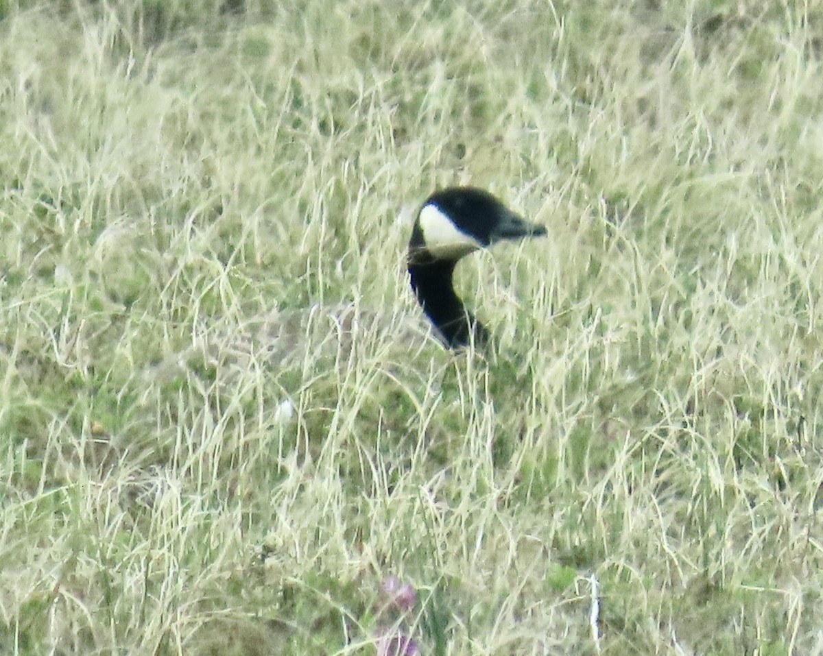 berneška malá (ssp. taverneri) - ML620302353