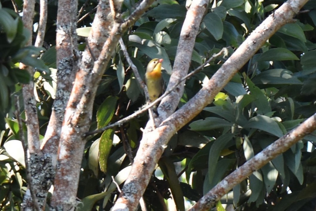 Red-billed Leiothrix - ML620302355