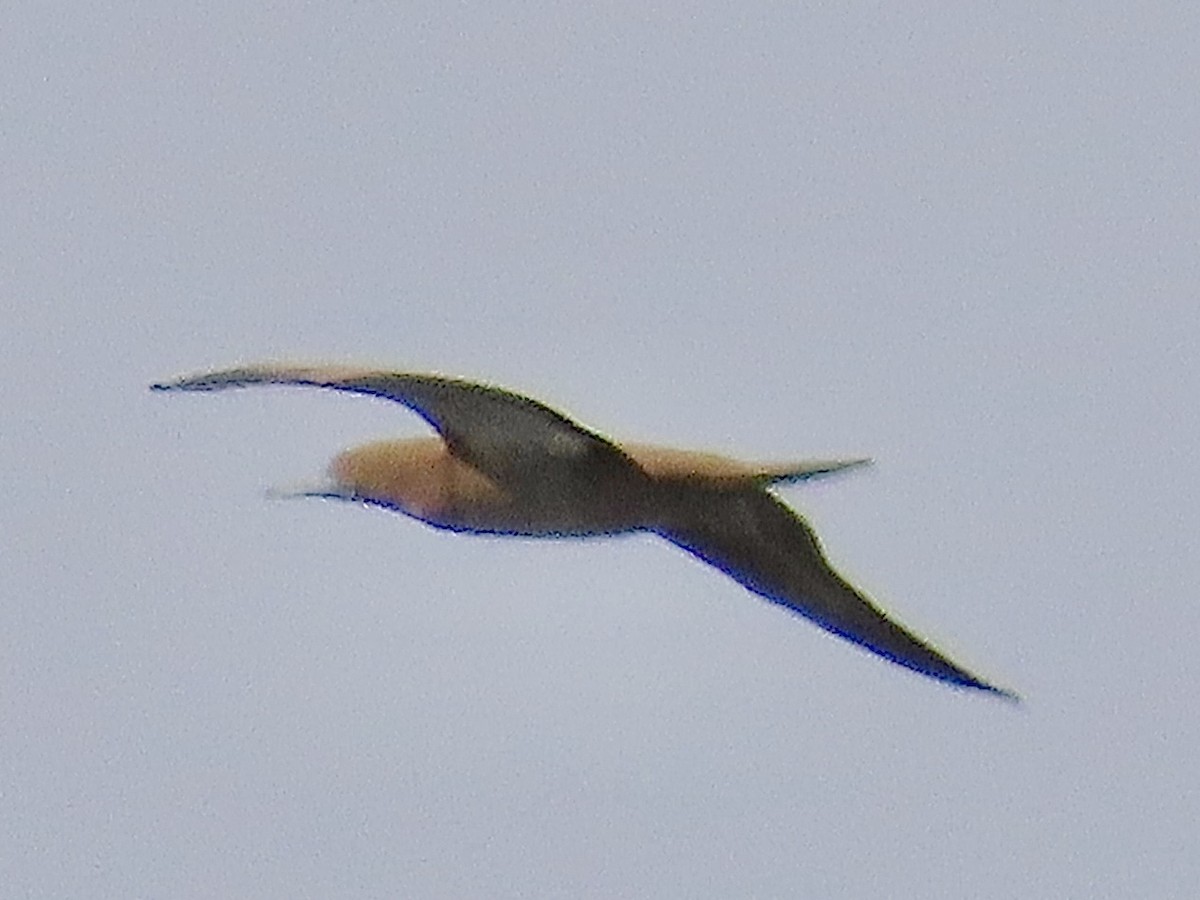 Brown Booby - ML620302356