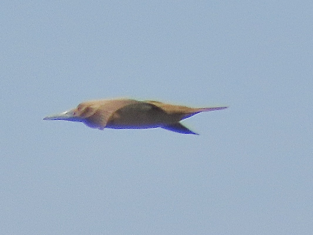 Brown Booby - ML620302357