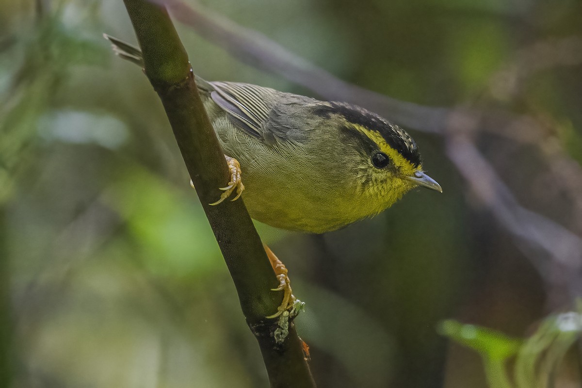 Yellow-throated Fulvetta - ML620302374