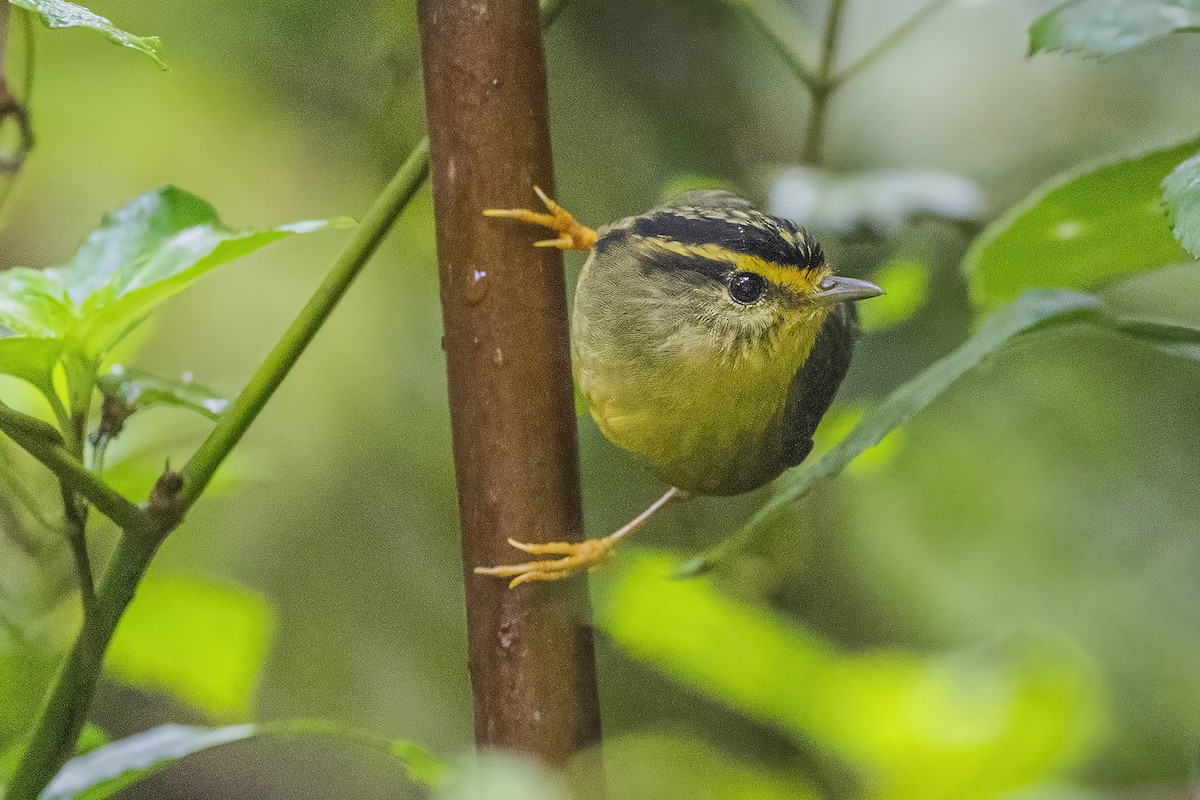 Yellow-throated Fulvetta - ML620302375