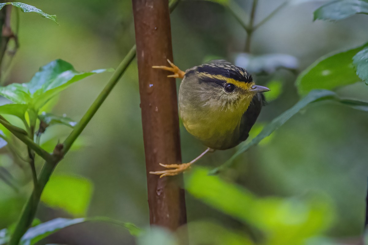 Yellow-throated Fulvetta - ML620302376