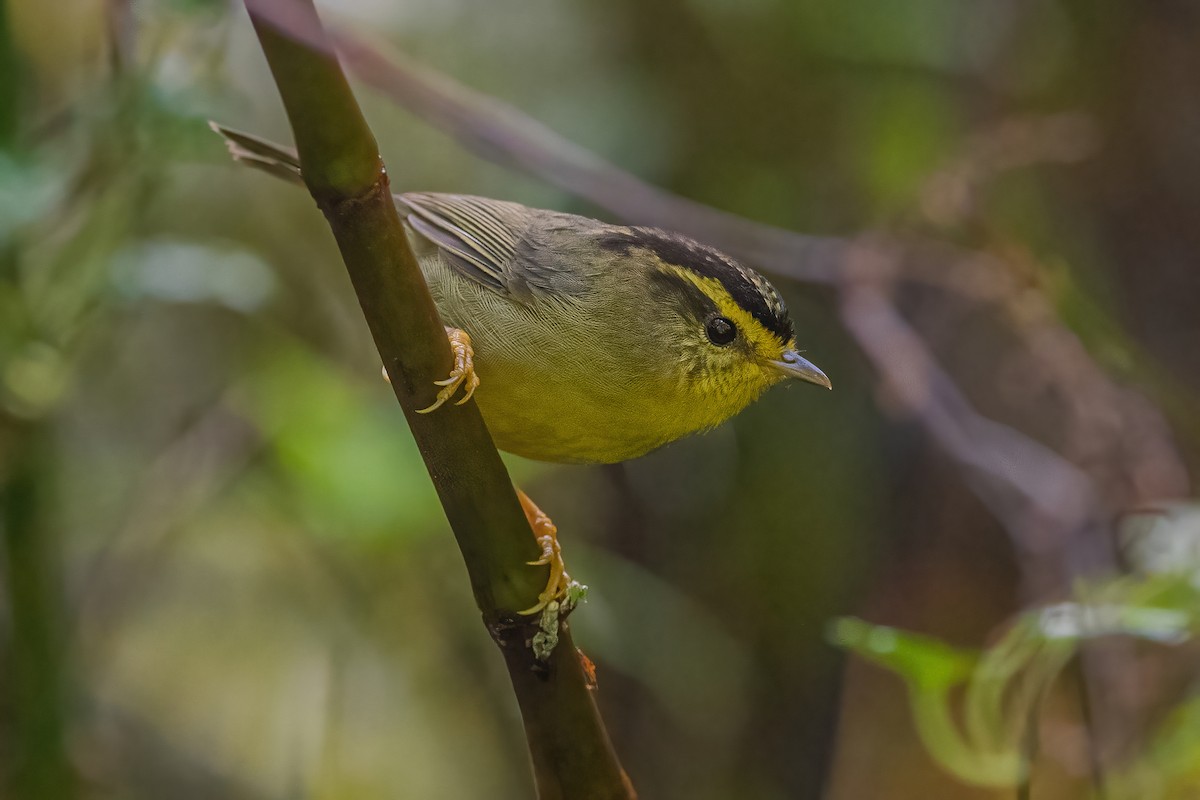 Yellow-throated Fulvetta - ML620302377