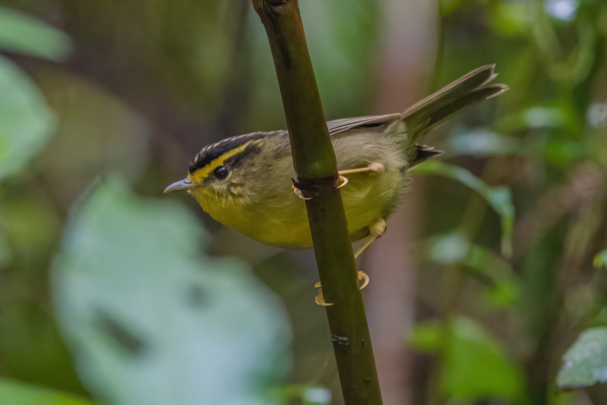 Yellow-throated Fulvetta - ML620302378