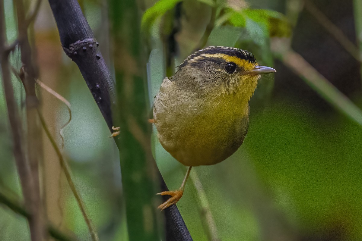 Yellow-throated Fulvetta - ML620302380