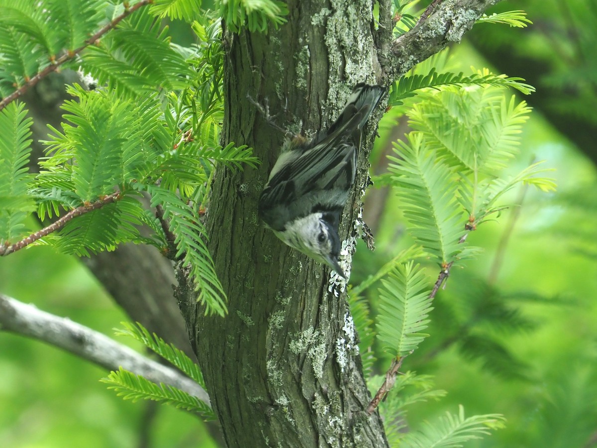 White-breasted Nuthatch - ML620302381