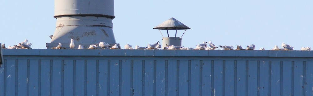 Ring-billed Gull - ML620302383