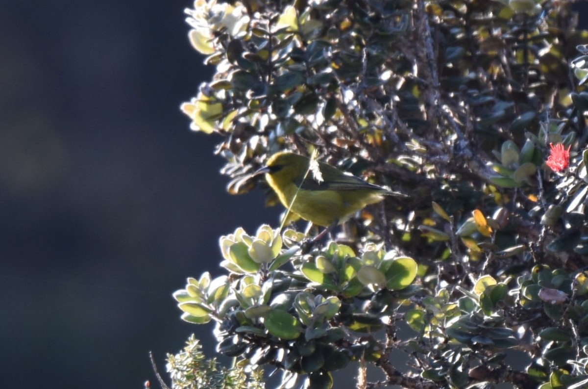 Hawaii-Amakihikleidervogel - ML620302385