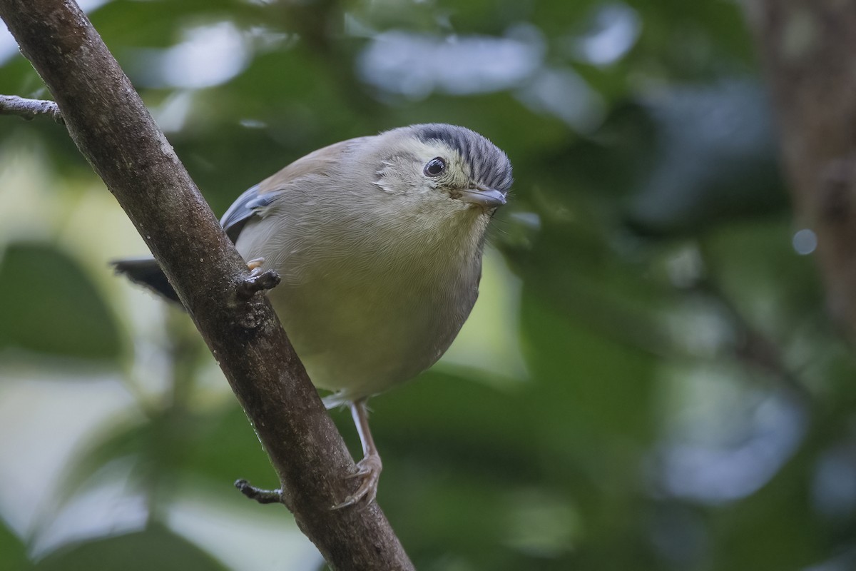 Blue-winged Minla - ML620302387