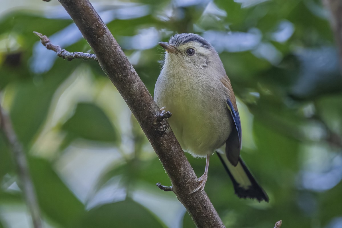 Blue-winged Minla - ML620302388