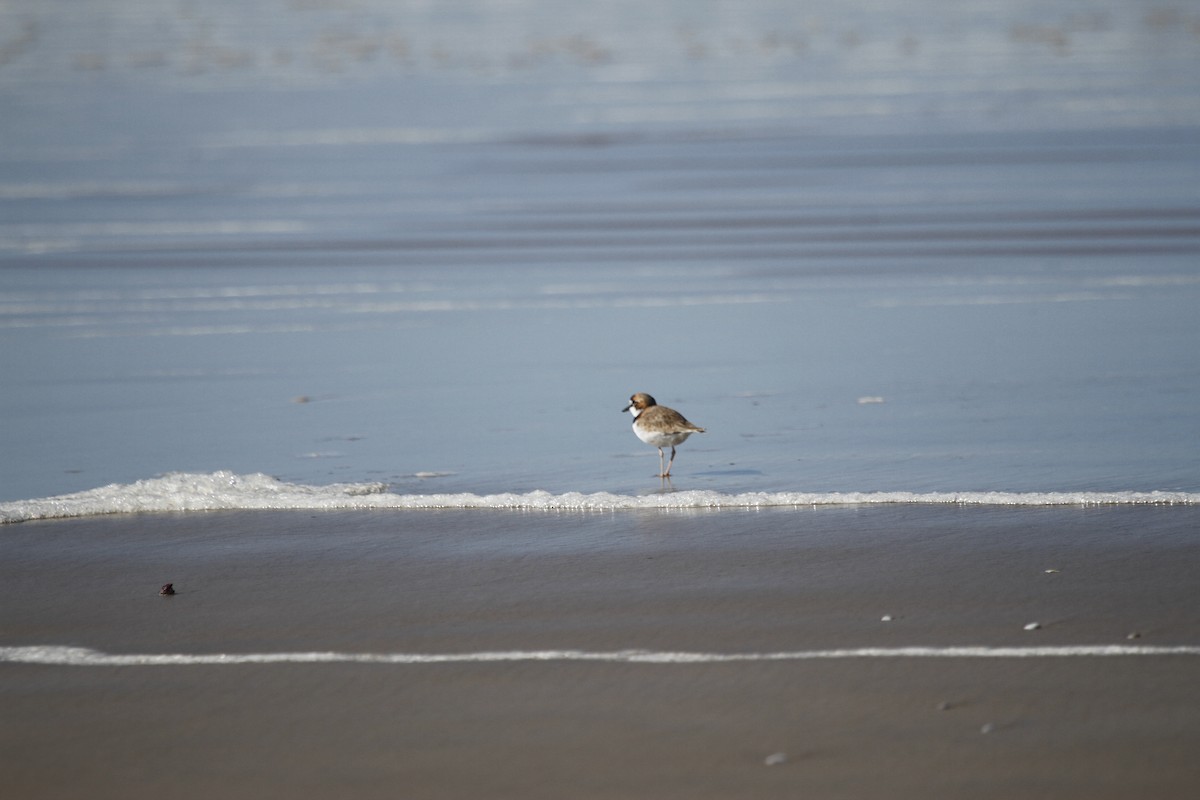 Collared Plover - ML620302391