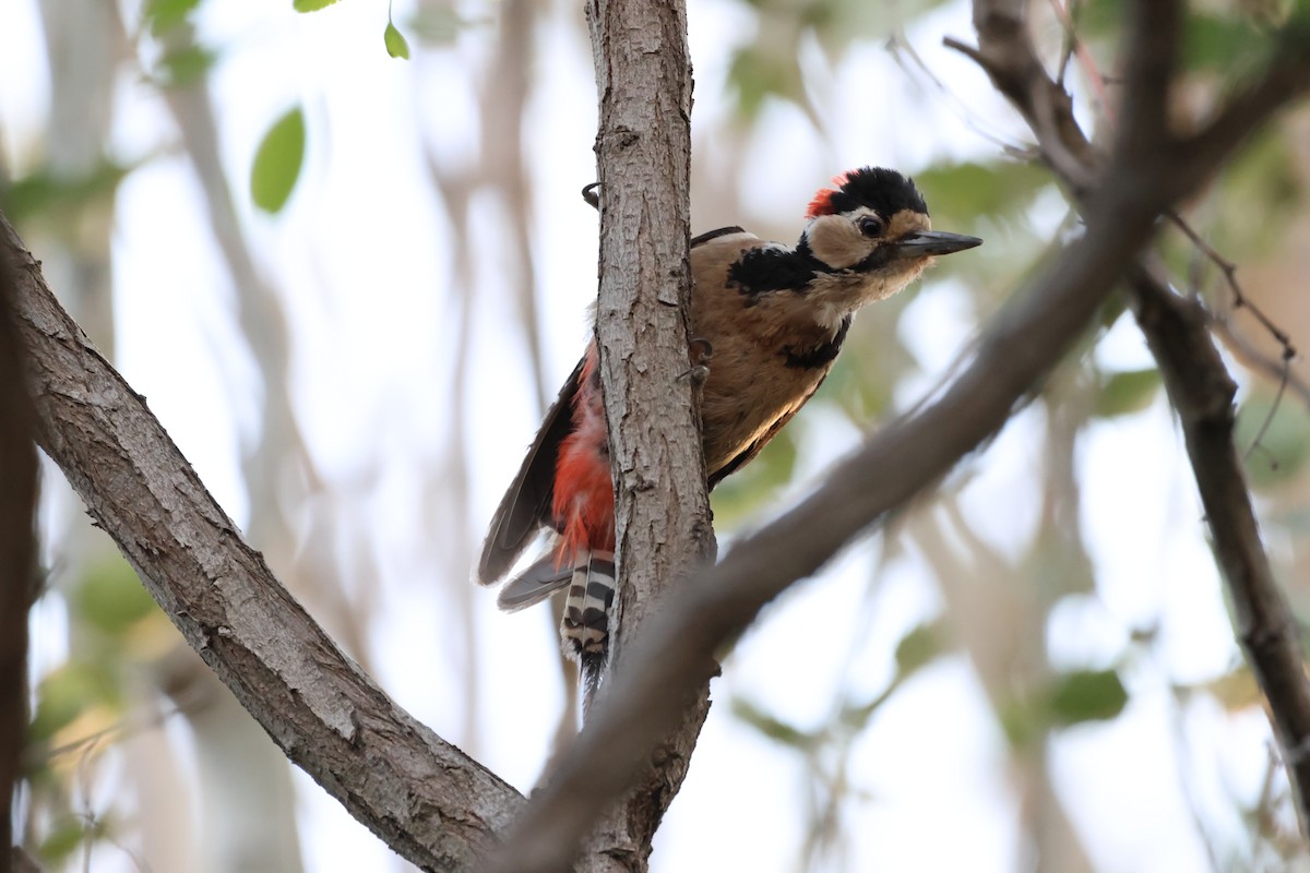 Great Spotted Woodpecker - ML620302393