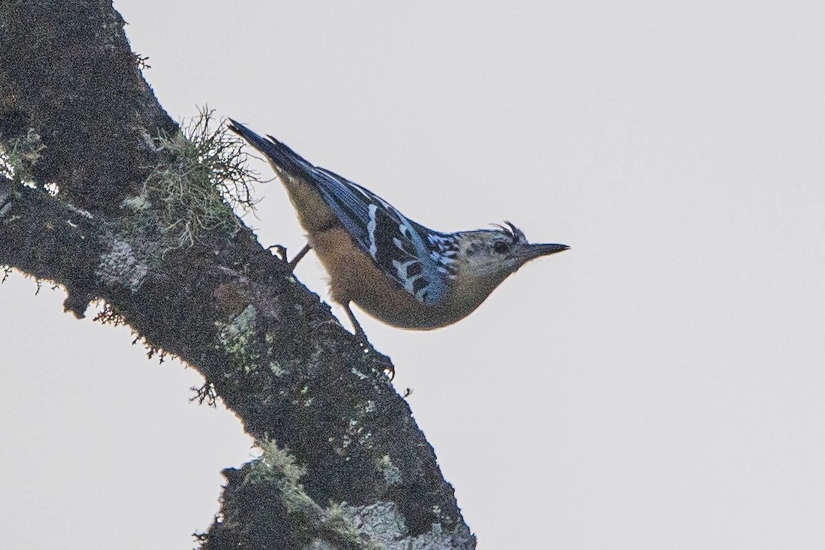 Beautiful Nuthatch - ML620302394