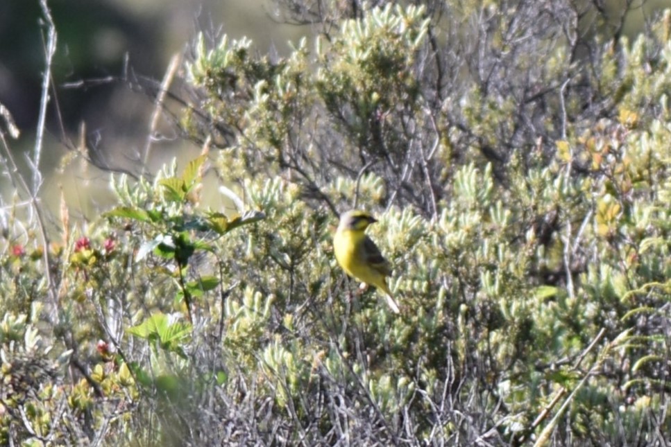 Yellow-fronted Canary - ML620302395
