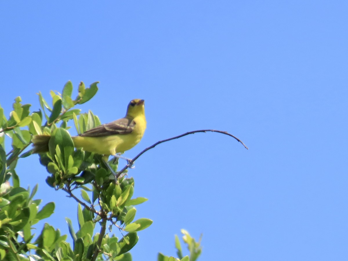 Orchard Oriole - ML620302397