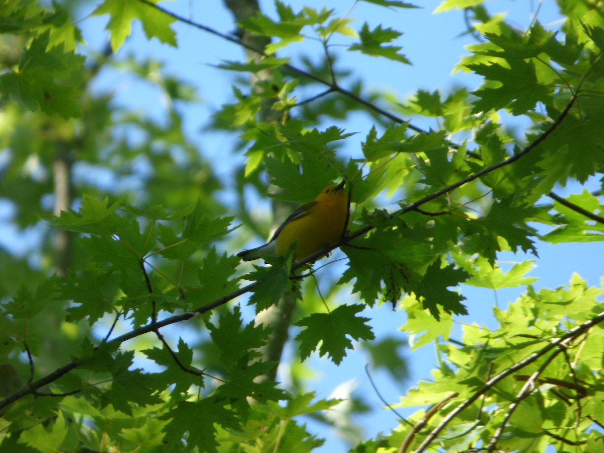 Prothonotary Warbler - ML620302402