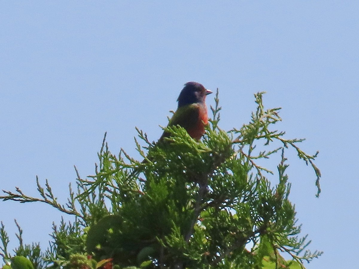 Painted Bunting - ML620302403