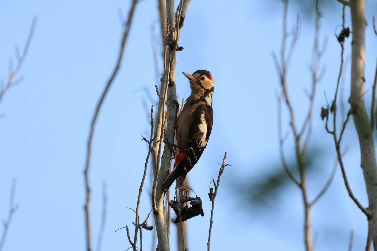 Great Spotted Woodpecker - ML620302404