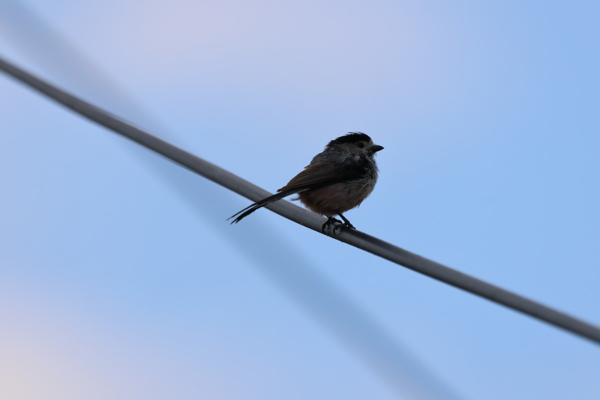 Silver-throated Tit - ML620302409