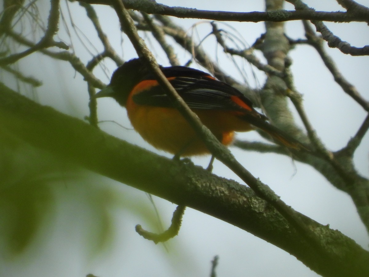 Baltimore Oriole - ML620302410