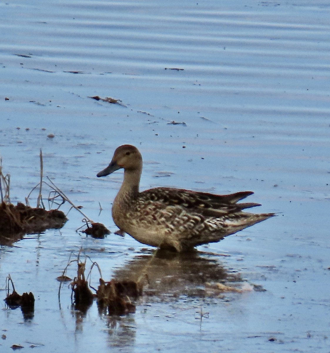 Northern Pintail - ML620302413