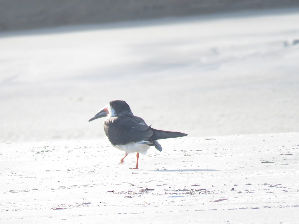 Black Skimmer - ML620302419